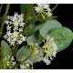 Bouquet champêtre artificiel cosmos Eucalyptus Fleurettes  50 cm blanc