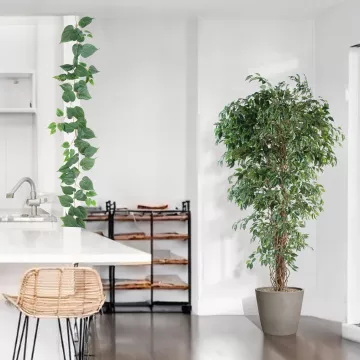 mis en situation FICUS artificiel LIANES Petites Feuilles vertes 150 à 210 cm