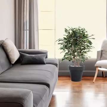 mis en situation FICUS artificiel EXOTICA buisson  80 et 110 cm