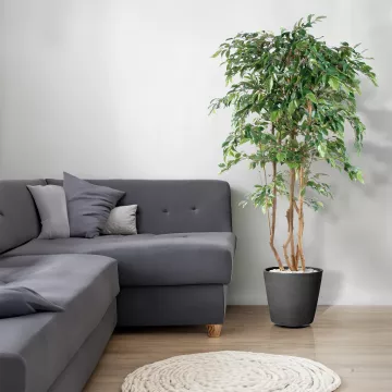 mis en situation FICUS artificiel multitree NATASJA 110 à 210 cm