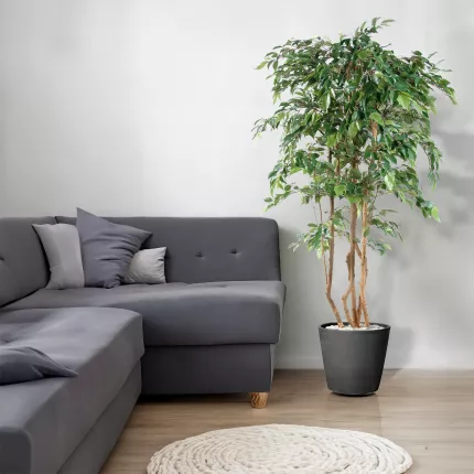 mis en situation FICUS artificiel multitree NATASJA 110 à 210 cm