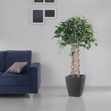 mis en situation FICUS artificiel CAGE 140 et 170 cm