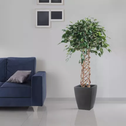 mis en situation FICUS artificiel CAGE 140 et 170 cm