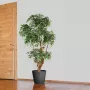 mis en situation FICUS artificiel NATASJA 5 têtes 170 cm dans une entrée