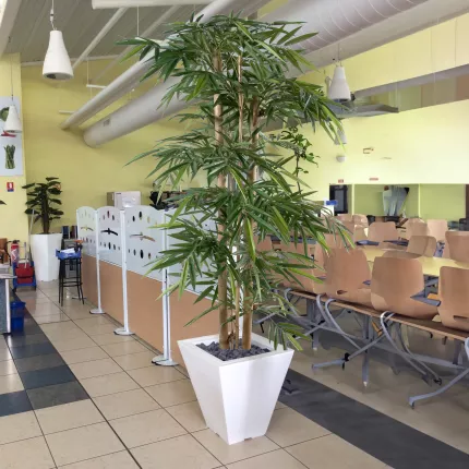 mis en situation BAMBOU artificiel new GROSSES CANNES