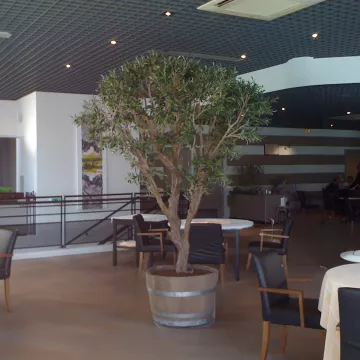 OLIVIER artificiel NEW géant 240 cm (olive noire) dans un restaurant en corse