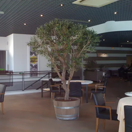 OLIVIER artificiel NEW géant 240 cm (olive noire) dans un restaurant en corse