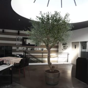 OLIVIER artificiel NEW TETE géant 270 cm (olive noire) dans un restaurant