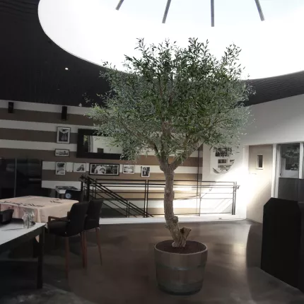 OLIVIER artificiel NEW TETE géant 270 cm (olive noire) dans un restaurant