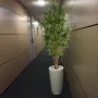 mise en situation DRACENA artificiel REFLEXA 180 cm dans un couloir