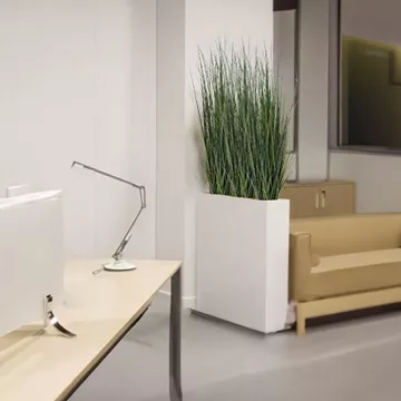 mise en situation onion grass bambou 90 à 150 cm dans un bureau