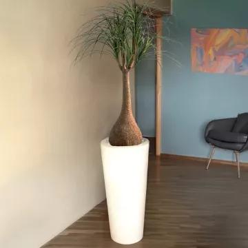 BEAUCARNEA artificiel 125 cm  dans une entrée