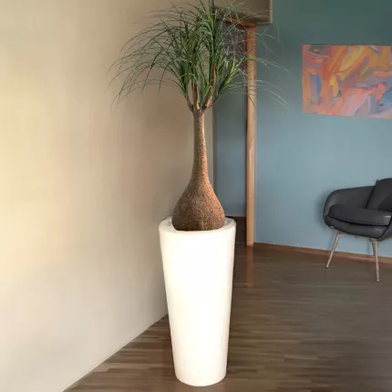 BEAUCARNEA artificiel 125 cm  dans une entrée