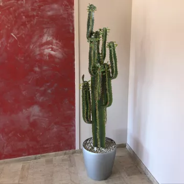 mise en situation CACTUS artificiel finger 150 cm avec feuilles dans une bibliothèque