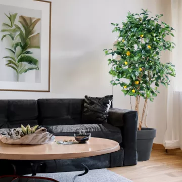 mise en situation CITRONNIER artificiel New  150 et 180 cm dans un salon