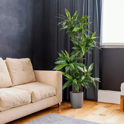 DRACENA artificiel (ou DRACAENA) FRAGRANS Janet Craig  95 et 145 cm dans un salon