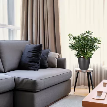 PITTOSPORUM artificiel buisson  80 cm dans un salon