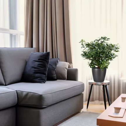 PITTOSPORUM artificiel buisson  80 cm dans un salon