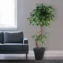 mis en situation FICUS artificiel S  180 et 210 cm