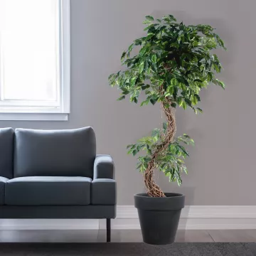 mis en situation FICUS artificiel S  180 et 210 cm