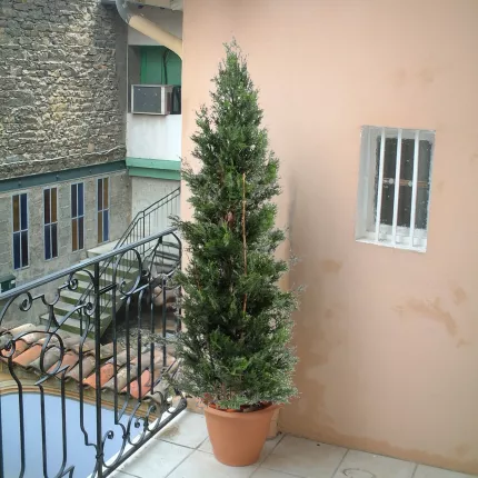 CYPRES DE LAWSON 125 à 210 cm sur une terrasse