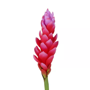 fleur GINGEMBRE fleur artificiel  ou GINGER artificiel 85 cm