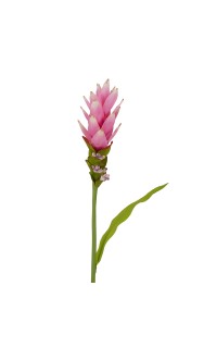 CURCUMA en fleur artificiel 80 cm