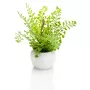 mini FOUGERE artificielle 17 cm en pot - fougère Capillaire
