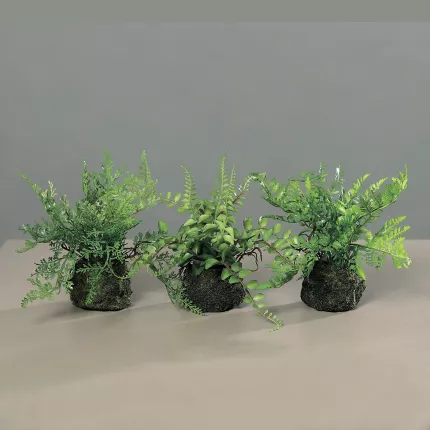 fougère en pot 32 cm sur table