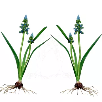 pic MUSCARI artificiel 35 cm vendu par 2