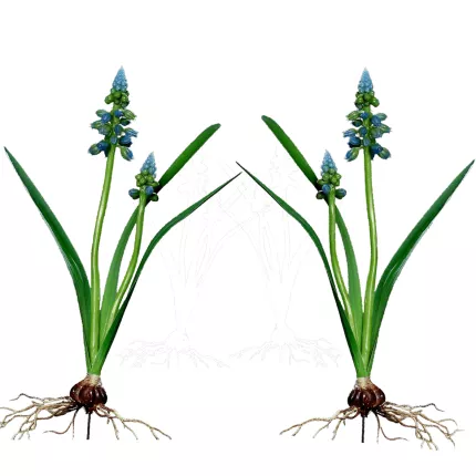 pic MUSCARI artificiel 35 cm vendu par 2