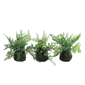 fougère sur motte de terre 20 cm