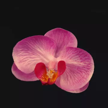 Fleur PHALAENOPSIS rose