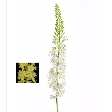 EREMURUS ou LIS DES STEPPES artificiel 107 cm