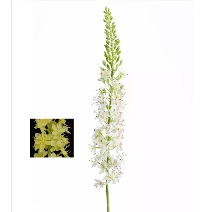 EREMURUS ou LIS DES STEPPES artificiel 107 cm