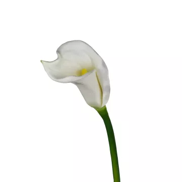 CALLA artificiel  ou ARUM M  artificiel 64 cm