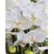 composition Phalaenopsis ORCHIDEE artificielle 70 cm