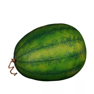 PASTEQUE artificielle 26 cm