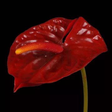 ANTHURIUM artificiel rouge 69 cm