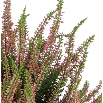 feuillage bruyère artificielle rose en pot 35 cm