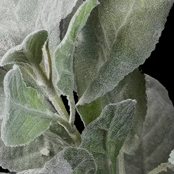 feuilles SAUGE artificielle 35 cm