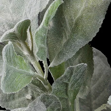 feuilles SAUGE artificielle 35 cm