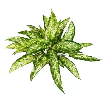 AGLAONEMA artificiel 40 cm