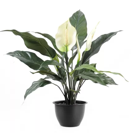 SPATHIPHYLLUM artificiel  2 fleurs 1 bouton 52 cm