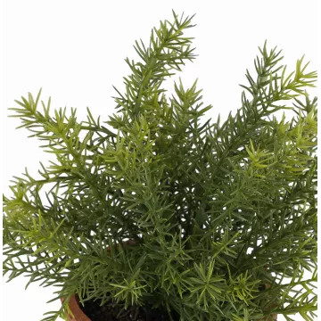 ASPARAGUS artificielle en pot 24 cm