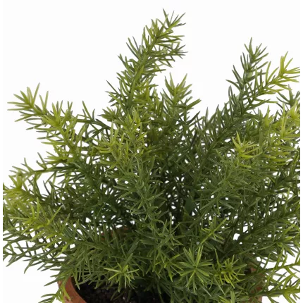 ASPARAGUS artificielle en pot 24 cm
