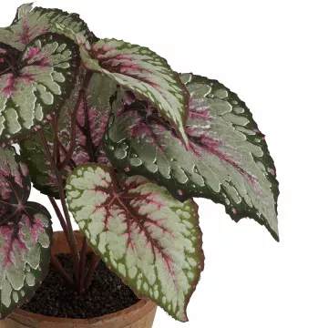 BEGONIA artificiel en pot 26 cm