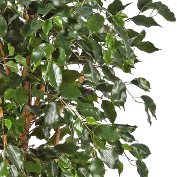 feuilles FICUS artificiel NITIDA exotica 150 à 210 cm