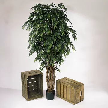 mis en situation FICUS artificiel FRANCAIS LIANE de luxe 150 à 210 cm