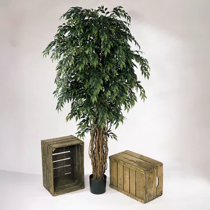 mis en situation FICUS artificiel FRANCAIS LIANE de luxe 150 à 210 cm